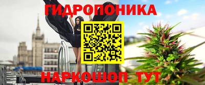 гашик Кингисепп
